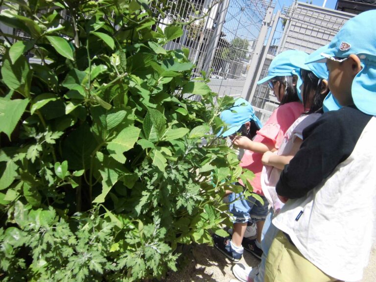 園庭にはどんな虫がいるのかな？（4歳児）