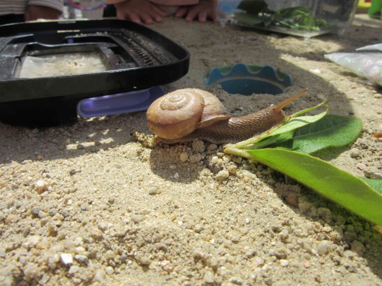 カタツムリさん大きくなぁれ！(2歳児）