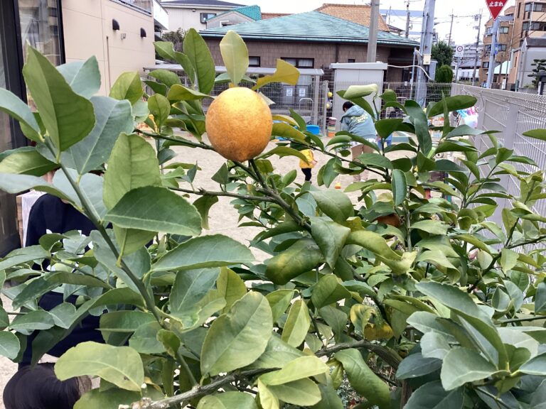 「木のてっぺんのレモン」（2歳児）