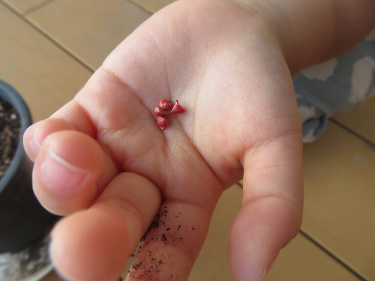 ほうれん草、育てました(3歳児)