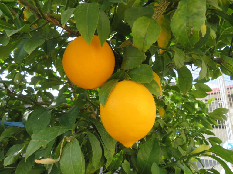 レモンで何作ろう？（３歳児）